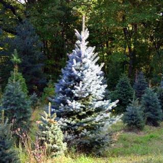 Colorado Blue Spruces on Lowelands Farm