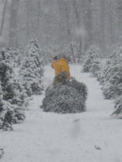 Christmas Tree Farm